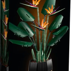 Bird of Paradise